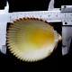 Sea shells Vasticardium elongatum, size: 6-7cm