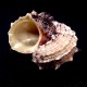 Sea shells Angaria delphinus, size 5-6cm