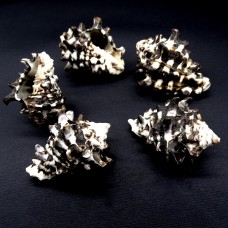 Морские раковины Вазум турбинеллус Vasum turbinellus, размер 4-5см