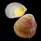 Sea shells Vasticardium elongatum, size: 6-7cm