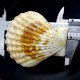 Морские раковины гребешок пектен радула PECTEN RADULA, размер: 7.5-8.5см