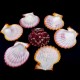 Shell by weight scallop Falium GLORIPHALIUM PALLIUM for 200 grams