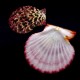 Shell by weight scallop Falium GLORIPHALIUM PALLIUM for 200 grams