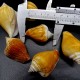 Shell by weight strombus canarium STROMBUS CANARIUM for 200 grams