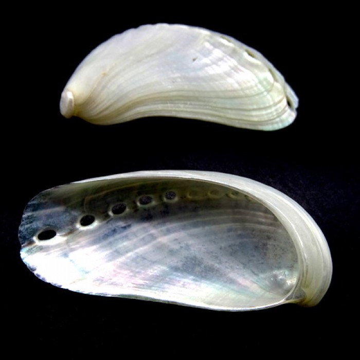 Черепашка на вагу халіотіс перламутровий ABALONE PEARLIZED за 100 грам