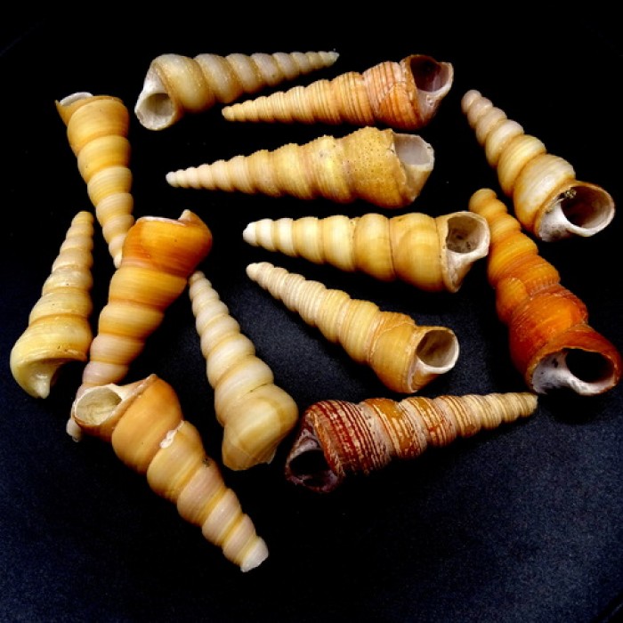 Shell by weight turitella terebra TEREBRA TORETILLA MIX COLOR for 200 grams