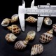 Shell by weight babylonia per 200 grams