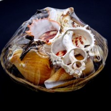 Set of seashells in a wicker basket sea fruit *4*