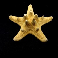 Морская звезда натуральная RHINO STARFISH размер: 6.5см-7.5см