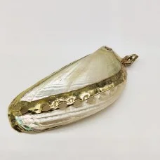 Choliotis pulcherina polished in gold edging