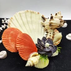 Shell compositions
