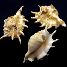 Морські мушлі LAMBIS LAMBIS ламбіс натуральний маленький розмір: довжина 9-10.5 см за 1шт.