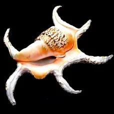 Морские раковины ламбис чирагро LAMBIS CHIRAGRA