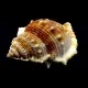 Sea shells  Bursa Spinosa, size: length 6-7 cm