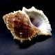 Sea shells  Bursa Spinosa, size: length 6-7 cm