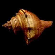Морские раковины Фусус коричневый Hemifusus Tuba, размер: 10-11.5см