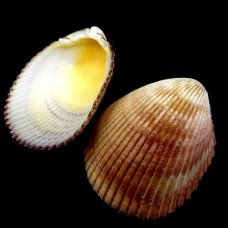 Морские раковины браун коклес Vasticardium elongatum, размер: 9-10см