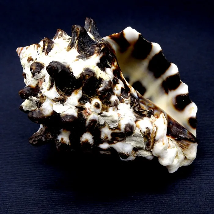 Sea shells Vasum turbinellus, size: 5-6cm