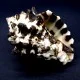 Sea shells Vasum turbinellus, size: 5-6cm