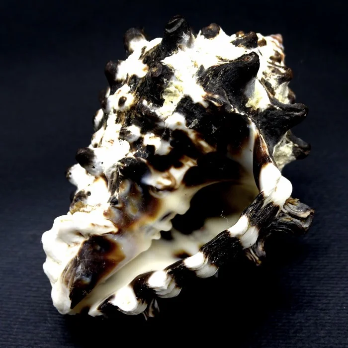 Sea shells Vasum turbinellus, size: 5-6cm