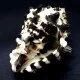 Sea shells Vasum turbinellus, size: 5-6cm