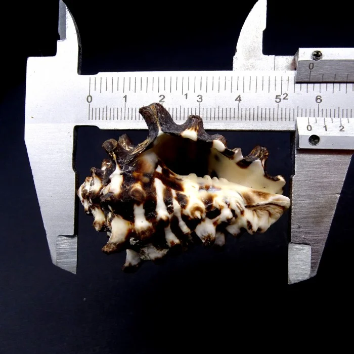 Sea shells Vasum turbinellus, size: 5-6cm
