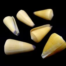 Морские раковины Конус CONUS VIRGO, размер: длина 5-6см