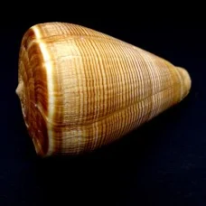 Морские раковины Конус Conus Figulinus, размер: длина 8.5-9.5см