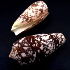 Морские раковины Конус Conus Striatus, размер: длина 8.5-9.5см