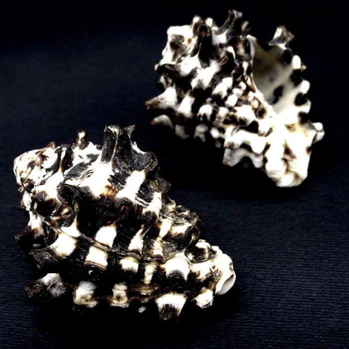 Sea shells Vasum turbinellus, size: 5-6cm