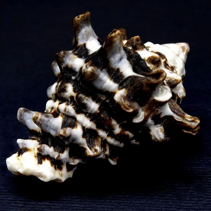 Sea shells Vasum turbinellus, size: 5-6cm