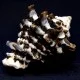 Sea shells Vasum turbinellus, size: 5-6cm