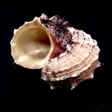 Морские раковины Ангария дельфин Angaria delphinus, размер 5-6см