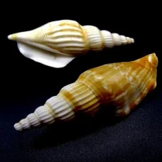 Морские раковины стромбус виттатус Vittatus strombus, размер: 7.5-8.5см