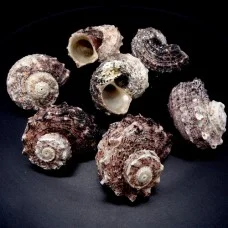 Shell by weight angaria delfinus ANGARIA DELPHINUS for 200 grams