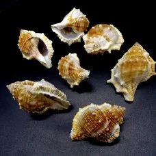 Shell by weight bursa spinosa per 200 grams