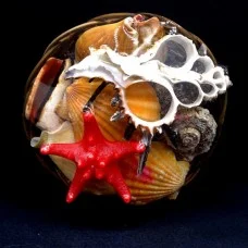 Set of seashells with sea red star, in a wicker basket *4*