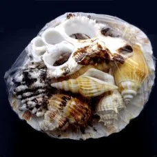 A set of shells on a large white scallop *5*