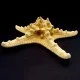 Морська зірка натуральна RHINO STARFISH Розмір: 16см-18см