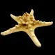 Морська зірка натуральна RHINO STARFISH Розмір: 16см-18см