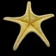 Морська зірка натуральна RHINO STARFISH Розмір: 16см-18см