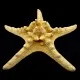 Морська зірка натуральна RHINO STARFISH Розмір: 16см-18см